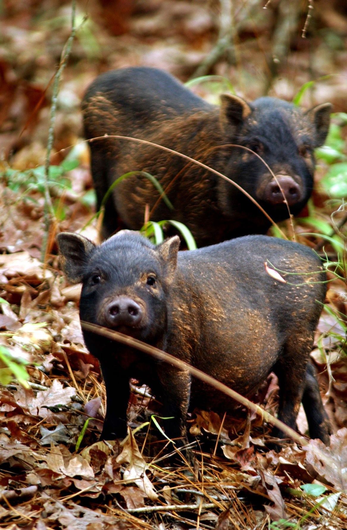 feral-pigs-retone.jpg